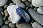 PICTURES/Root Cave and Beach 6/t_vellela velella1.JPG